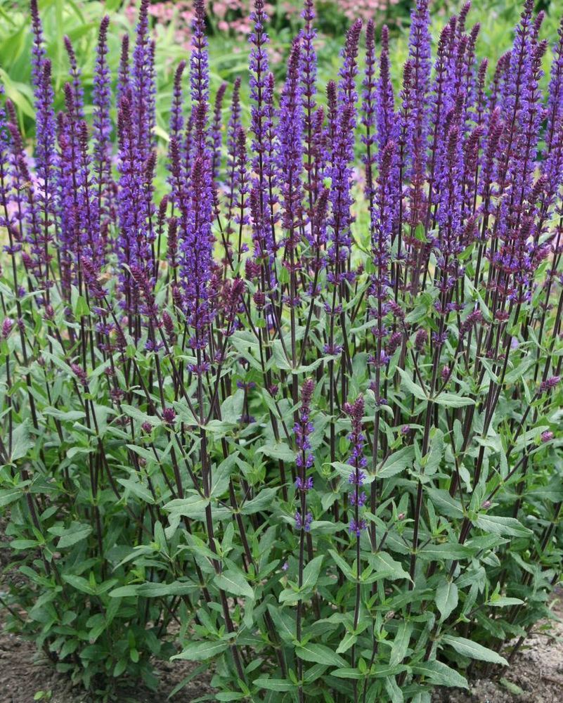 Шалфей дубравный Карадонна