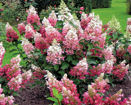 Гортензия метельчатая Пинки Винки (Hydrangea paniculata Pinky Winky)