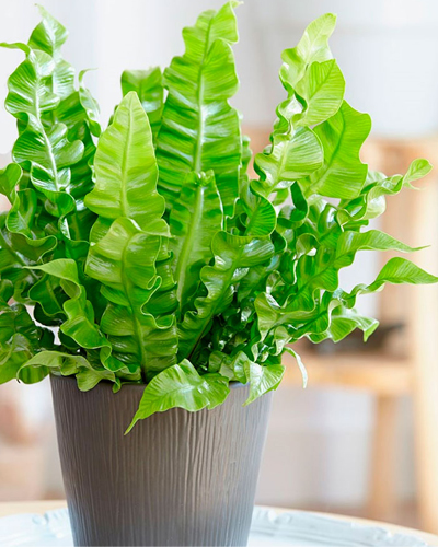 Асплениум Нидус (Asplenium nidus) Асплениум Нидус (Asplenium nidus)