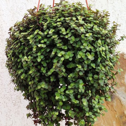 Традесканция мелколистная (Tradescantia)