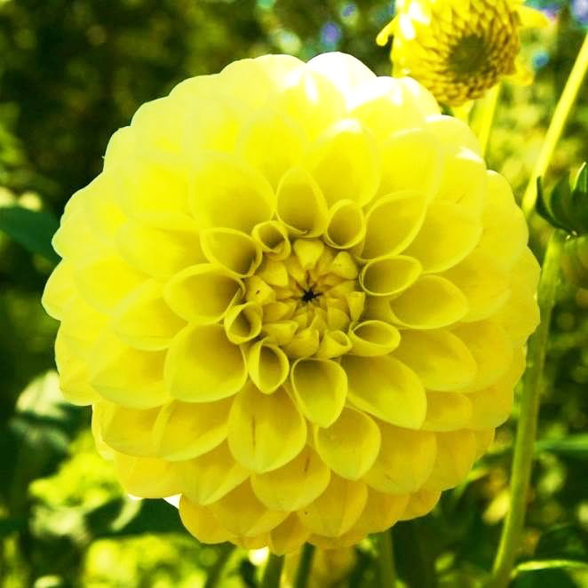 Sunny Glow Sunny Glow