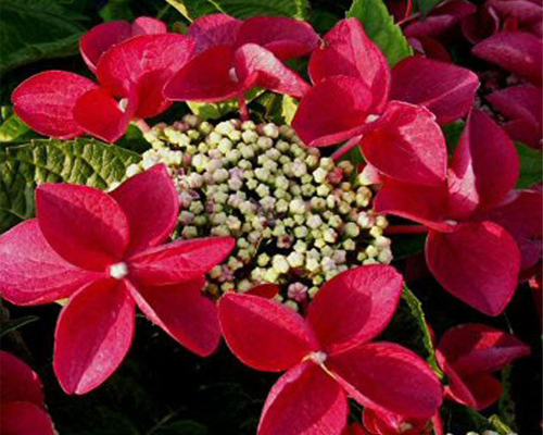 Гортензия крупнолистная Ротшванц (Hydrangea macrophylla Rotschwanz) Гортензия крупнолистная Ротшванц (Hydrangea macrophylla Rotschwanz)