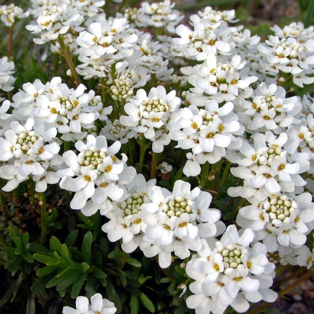 Иберис вечнозеленый Вайтаут (Iberis sempervirens Whiteout)