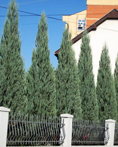 Можжевельник скальный Скайрокет (Juniperus scopulorum Skyrocket)