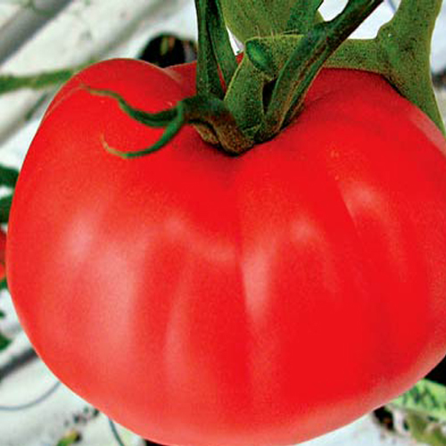 Томат Розамарин Фунтовый