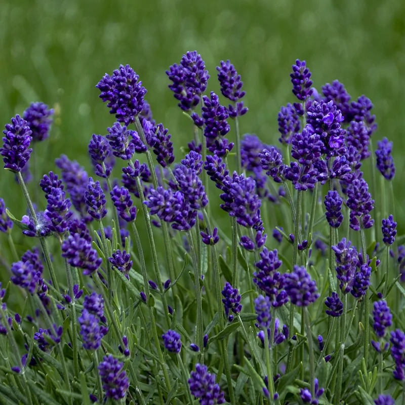 Лаванда узколистная (ангустифолия) Лаванс Дип Пурпл (Lavender angustifolia Deep Purple)