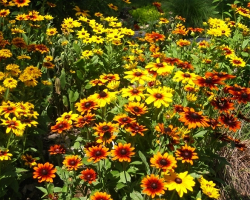 Рудбекия (Rudbecki)