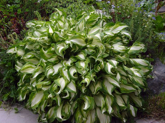 Hosta undulata Mediovariegata