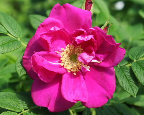 Роза-ругоза Эксепшн (Rose-rugosa Exeption) Роза-ругоза Эксепшн (Rose-rugosa Exeption)