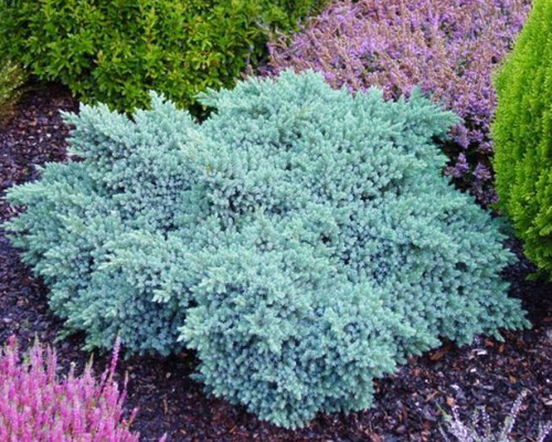 Можжевельник чешуйчатый Блю Стар (Juniperus squamata Blue Star)