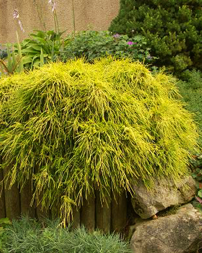 Кипарисовик горохоплодный Санголд (Chamaecyparis pisifera Sungold)