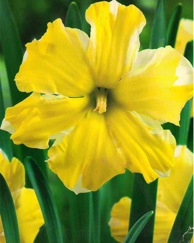 Нарцисс Split Cassata