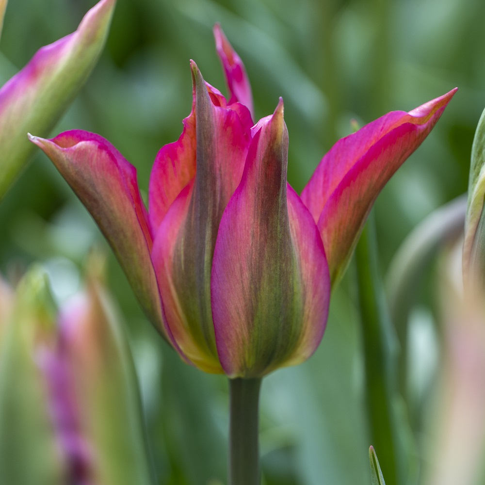 Тюльпан viridiflora Purple Dance