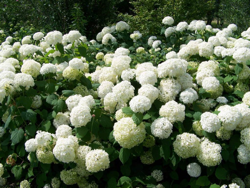 Гортензия древовидная Стерилис (Hydrangea arborescens Sterilis) Гортензия древовидная Стерилис (Hydrangea arborescens Sterilis)