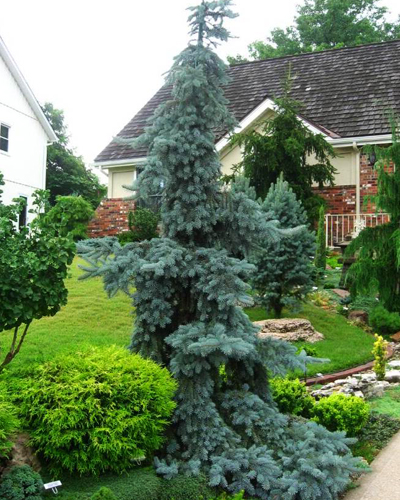 Ель колючая Глаука Пендула (Picea pungens Glauca Pendula)