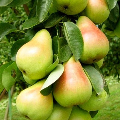 Груша колоновидная Г-2