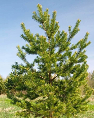 Сосна обыкновенная