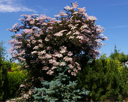 Бузина черная Блек Бьюти (Sambucus nigra Black Beauty)