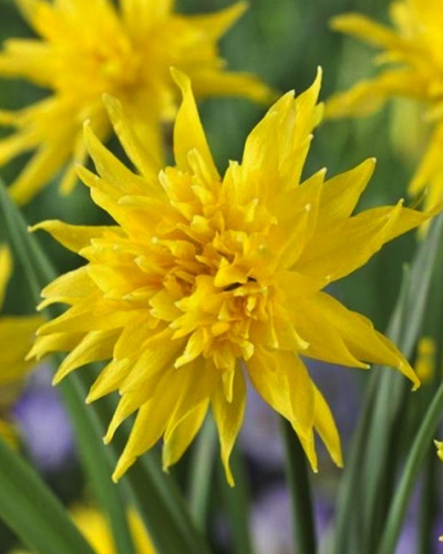 Нарцисс miniature Rip van Winkle