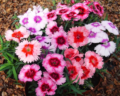 Гвоздика китайская Диана Микс (Dianthus chinensis Diana)
