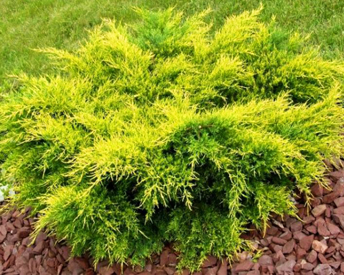 Можжевельник средний Олд Голд (Juniperus x media Pfitzeriana Old Gold)