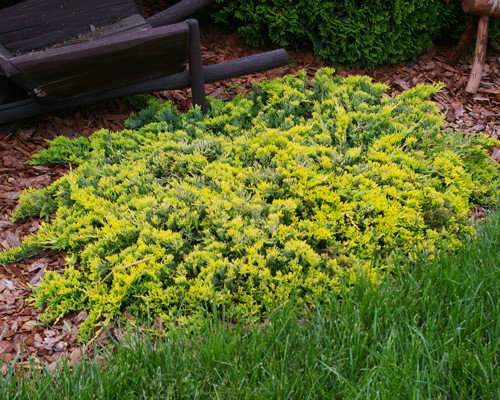 Можжевельник горизонтальный Голден Карпет (Juniperus horizontalis Golden Carpet)