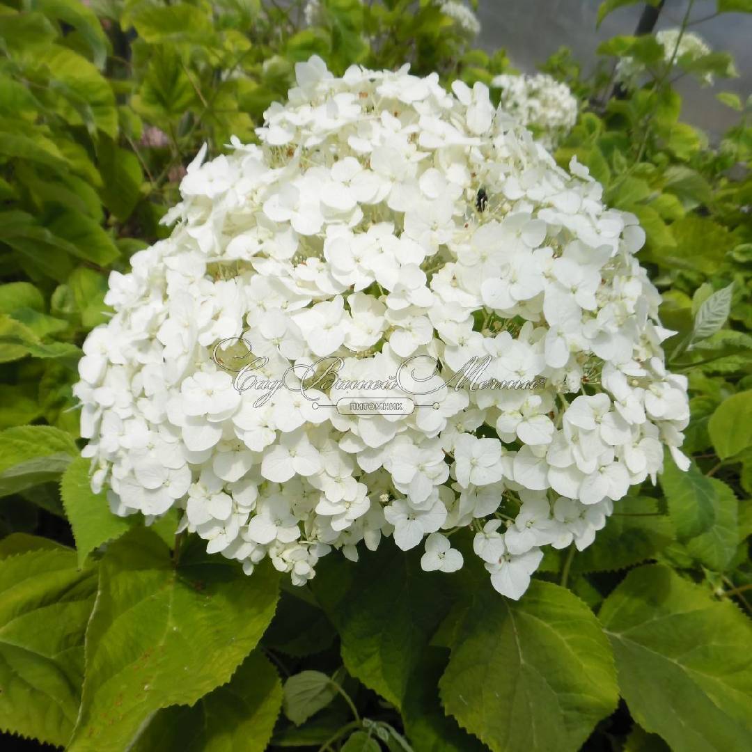 Гортензия древовидная Голден Аннабель (Hydrangea arborescens Golden Annabelle) Гортензия древовидная Голден Аннабель (Hydrangea arborescens Golden Annabelle)