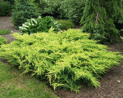 Можжевельник средний Голдкиссен (Juniperus media Gold Kissen)