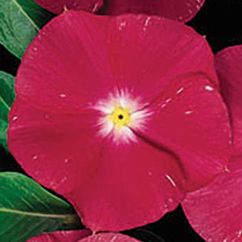 Катарантус Хитвейв Черри (Catharanthus Heatwave Cherry)