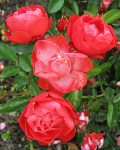 роза Морсдаг Оранж (Orange Morsdag) роза Морсдаг Оранж (Orange Morsdag)