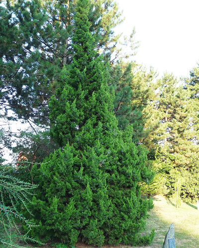 Можжевельник китайский Кетелери (Juniperus chinensis Кеtelerii)