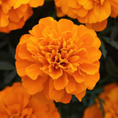 Тагетес отклоненный Бонанза Оранж (Tagetes patula Bonanza Orange)