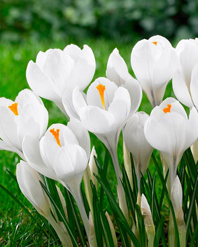 Крокус large flowering White Крокус large flowering White