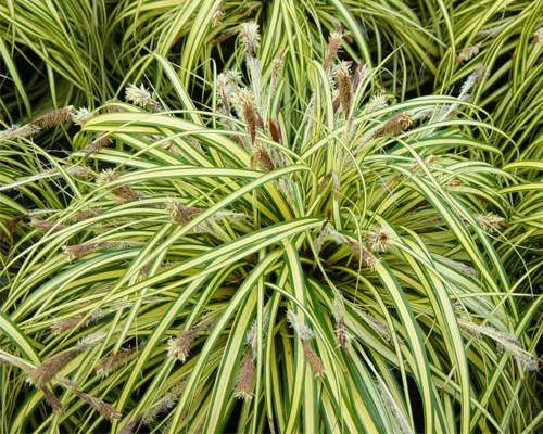 Осока (карекс) морроу Ауреа-Вариегата (Carex morrowii Aurea-Variegata)