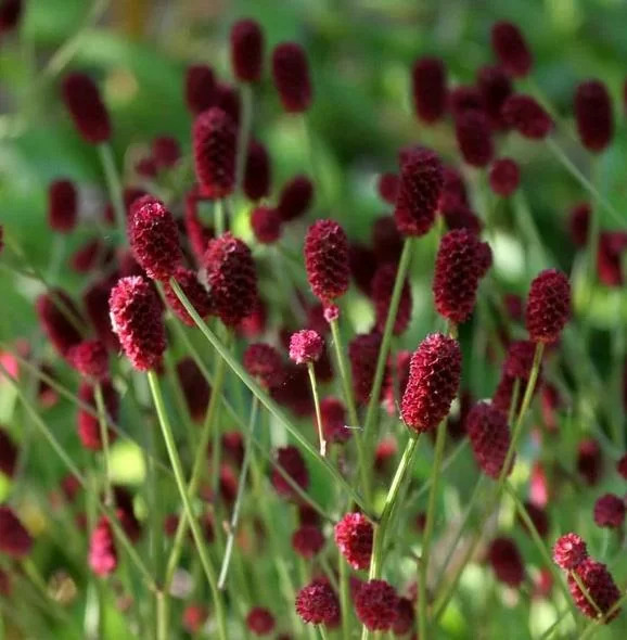Кровохлебка лекарственная Ред Сансет Кровохлебка лекарственная Ред Сансет