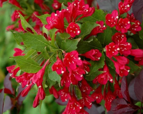 Вейгела гибридная Ред Принц (Weigela hybrida Red Prince)