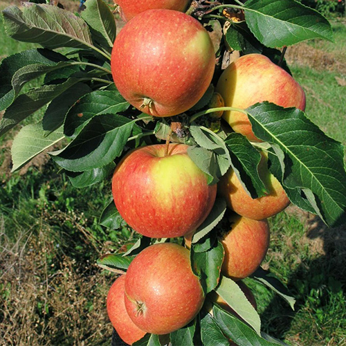 Яблоня колоновидная Крепыш