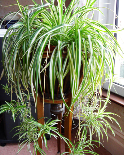 Хлорофитум хохлатый (Chlorophytum comosum)
