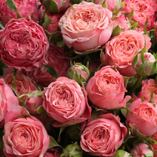 роза Корал Йо-Йо роза Корал Йо-Йо