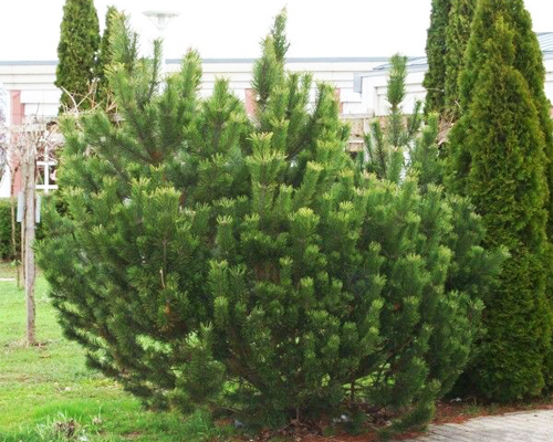 Сосна горная (Pinus mugo)