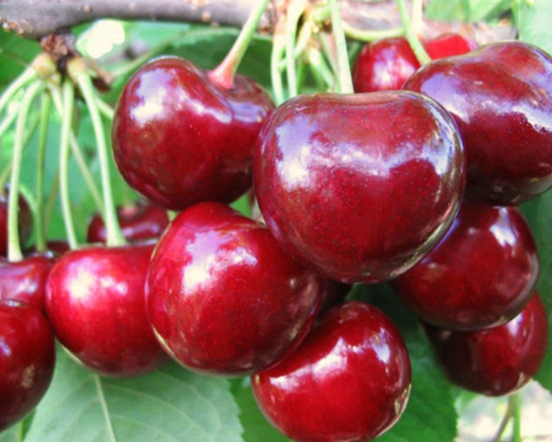 Черешня Крупноплодная
