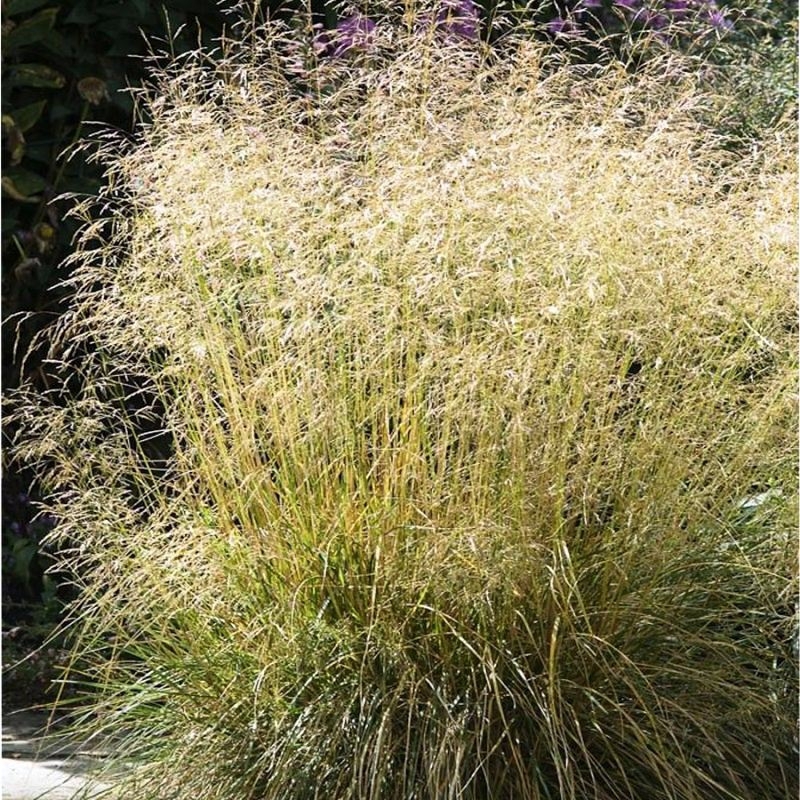 Луговик дернистый Голдтау (Deschampsia ceptiosa Goldtau)