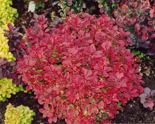 Барбарис тунберга Файербол (Berberis thunbergii Fireball)
