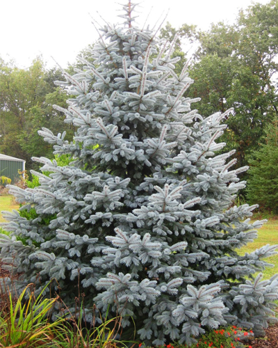 Ель колючая Эдит (Picea pungens Edith)