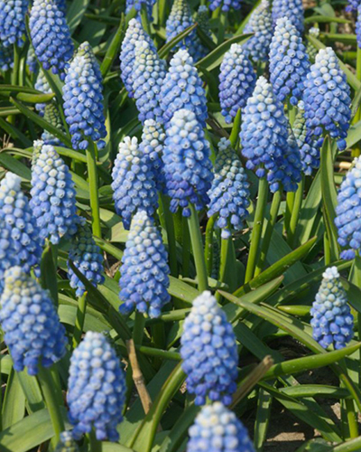 Мускари Океан Меджик (Muscari aucheri Ocean Magic)