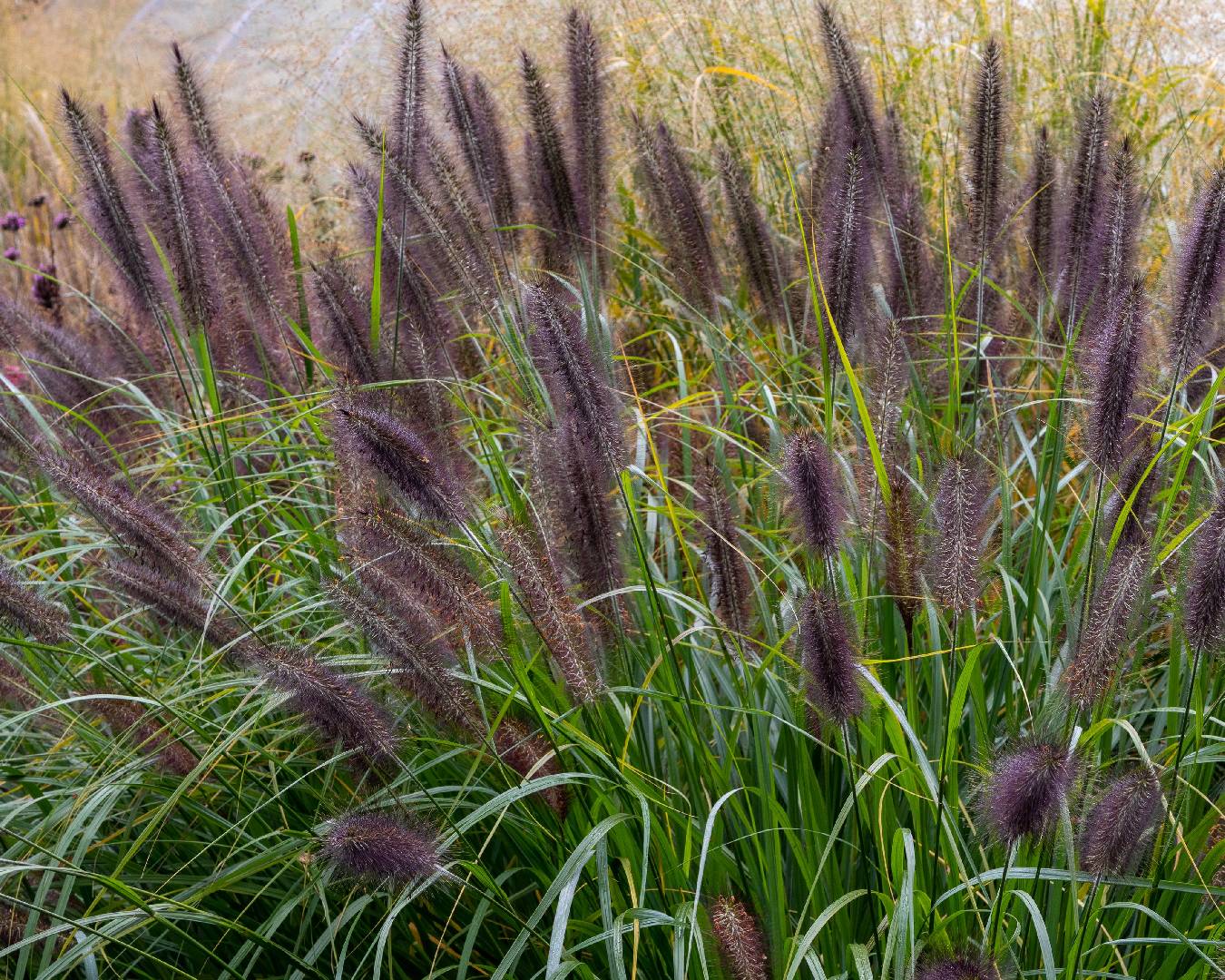 Пеннисетум лисохвостный Блэк Бьюти (Pennisetum alopecuroides Black Beauty)