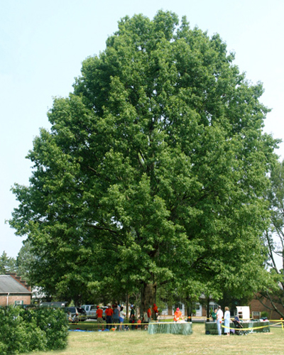 Дуб красный (Quercus rubra)