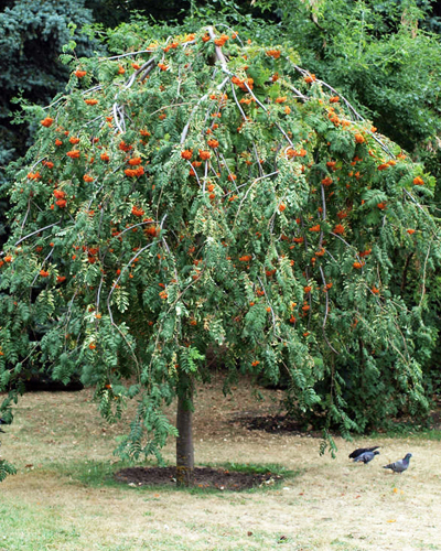 Рябина обыкновенная Пендула (Sorbus aucuparia Pendula) Рябина обыкновенная Пендула (Sorbus aucuparia Pendula)