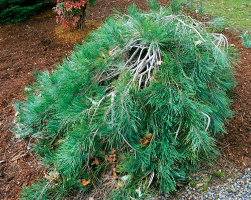 Сосна густоцветковая Пендула (Pinus densiflora Pendula)