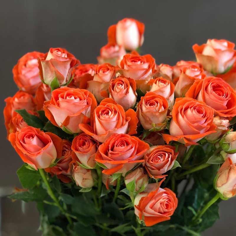 роза Задик роза Задик